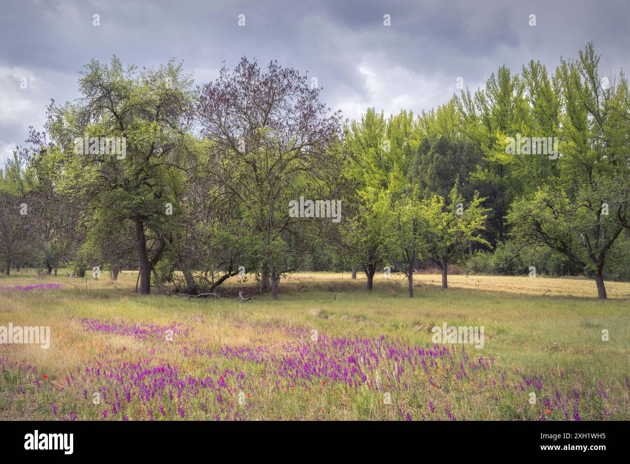 Serene forest meadow wildflowers hi-res stock photography and images ...