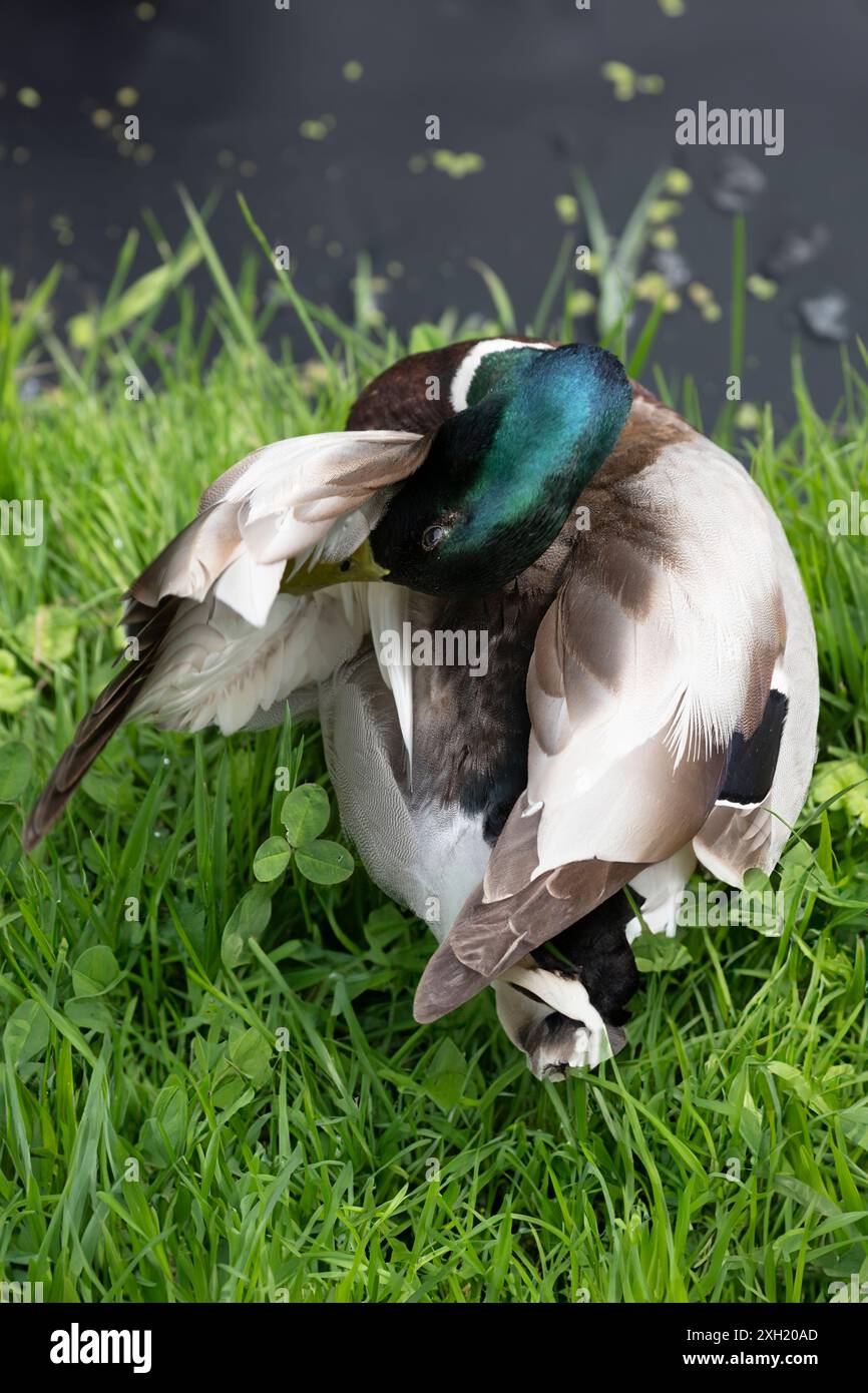 Mallard duck uses its beak to preen and grease its feathers. The fat ...