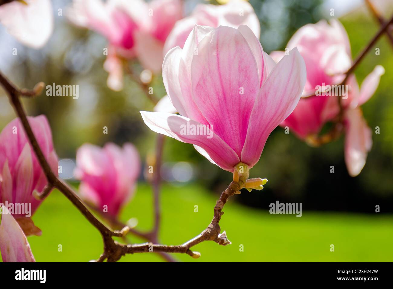 closeup of pink flower of magnolia tree in full bloom. beautiful natural background of soulangeana plant on a sunny day in spring Stock Photo