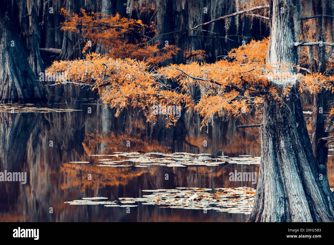 Magical scenery with cypress trees and spanish moss at the Caddo Lake, Texas Stock Photo