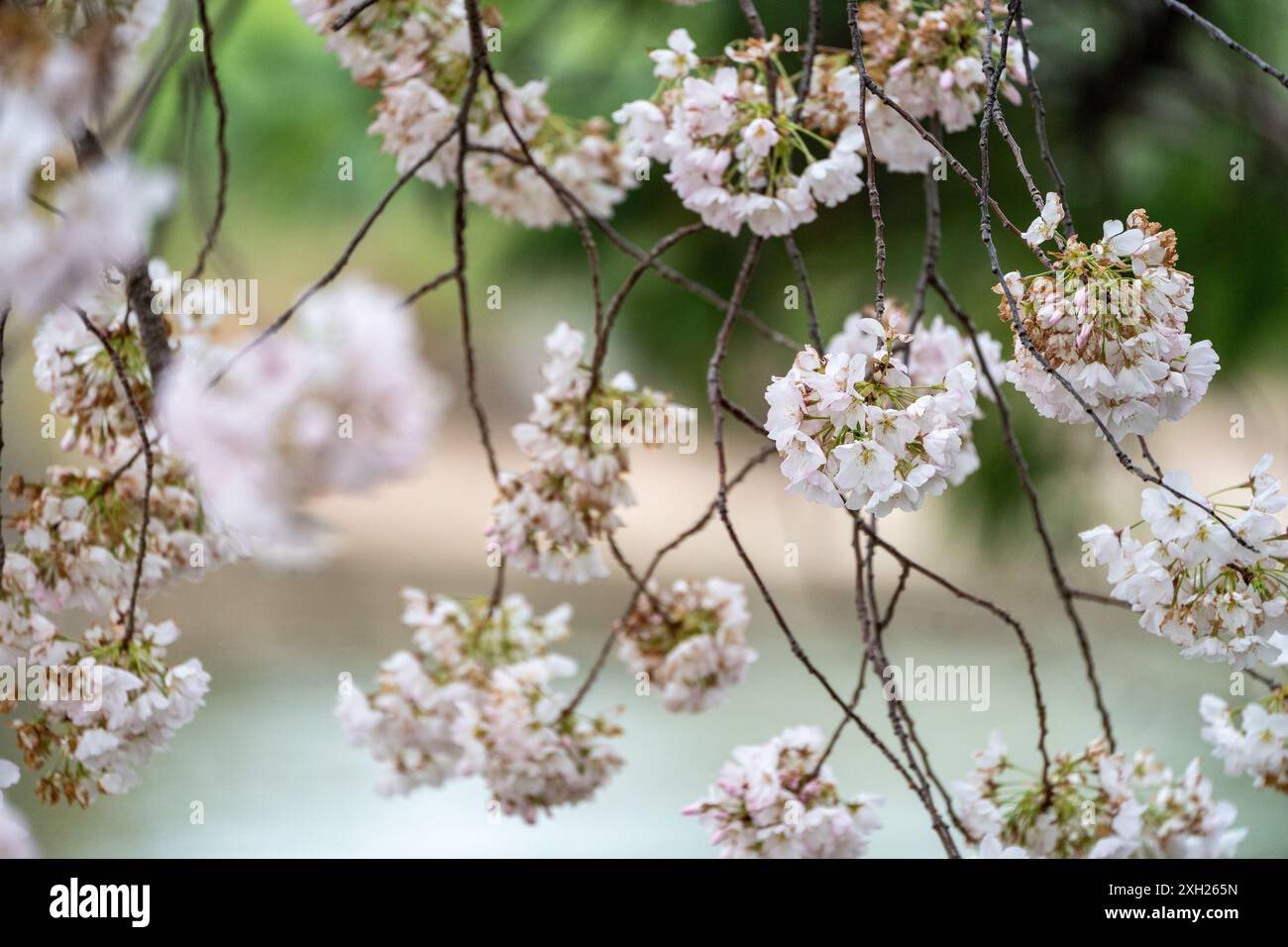 Cherry blossoms spring symbol hi-res stock photography and images - Alamy