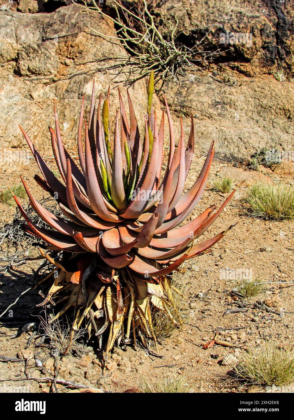 Aloe gariepensis aloe gariepensis hi-res stock photography and images -  Alamy