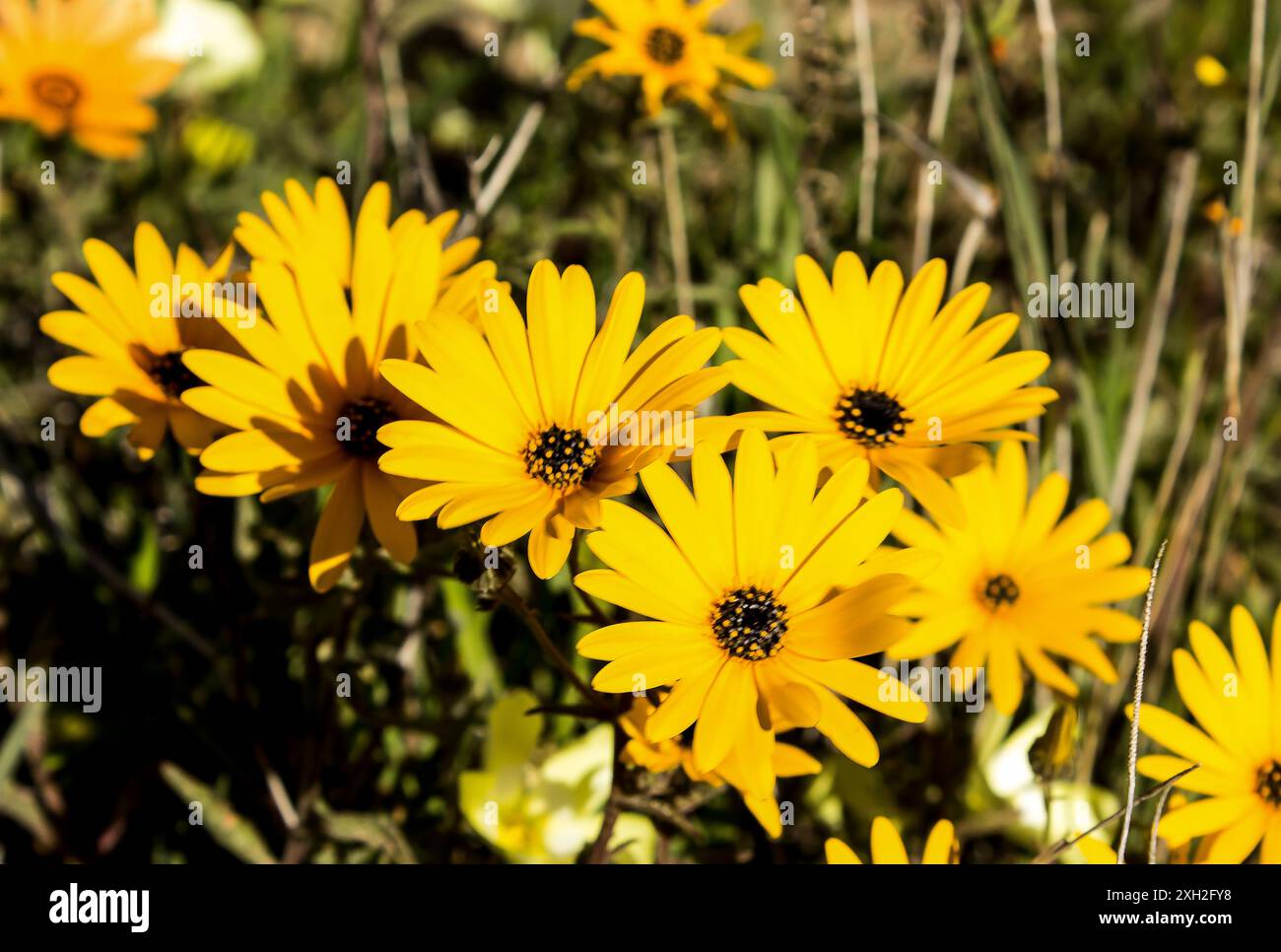 Namaqua widdowseeds, an orange coloured daisy, in full bloom in the ...