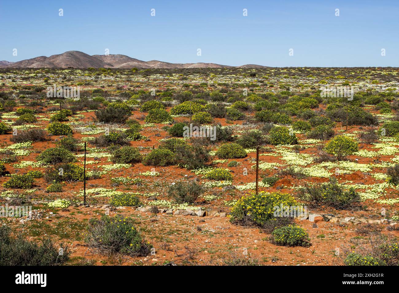 The apparently barren arid shrublands of north Namaqualand, in South Africa, under a golden blanket of wildflowers in the spring Stock Photo