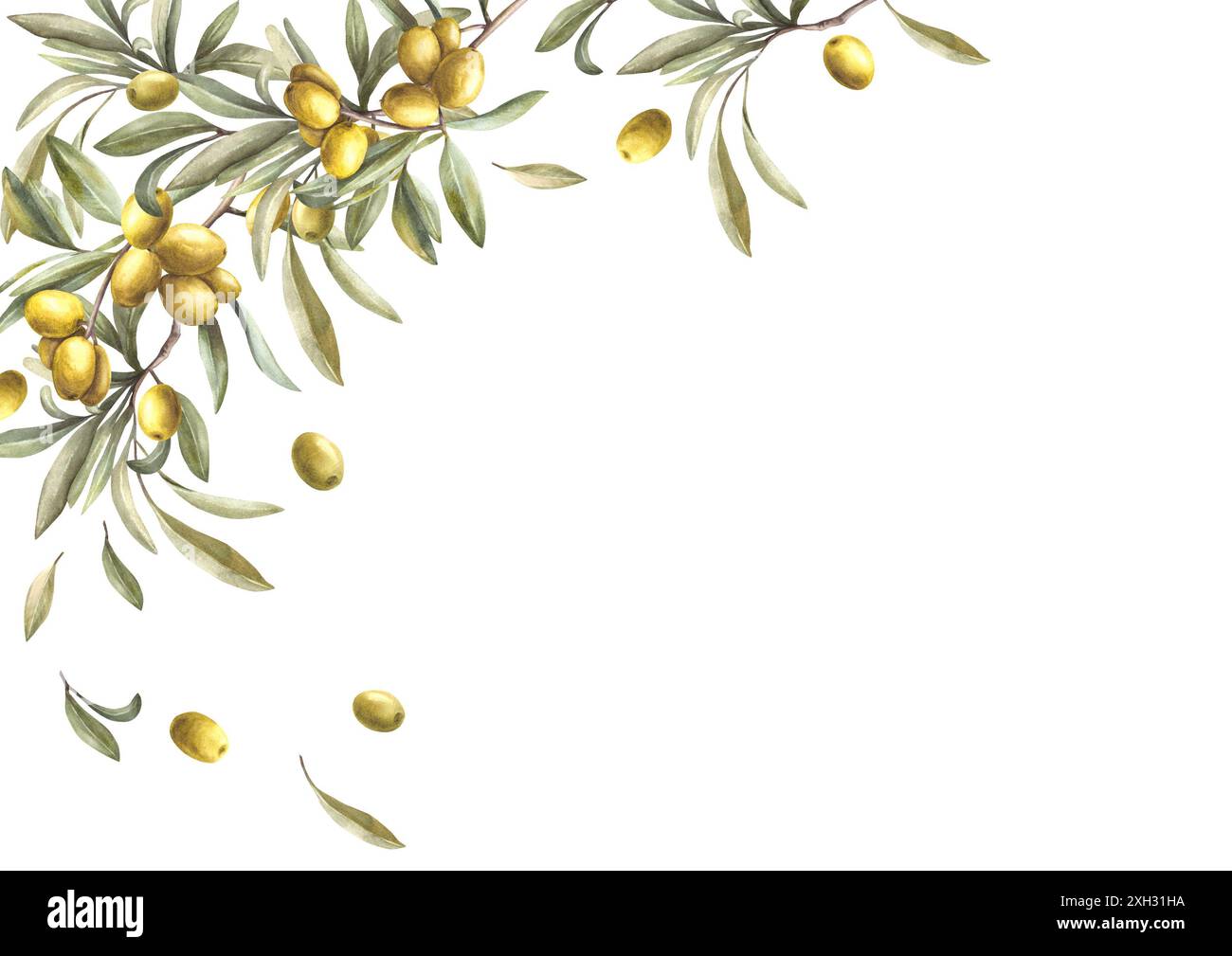 Olive tree branch with green leaves and ripe berries. Watercolor banner ...