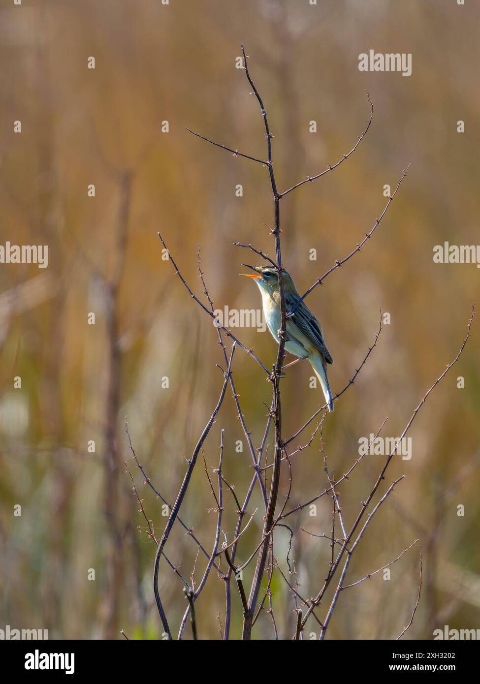 A sedge warbler, Acrocephalus schoenobaenus, singing from a bush. Stock Photo