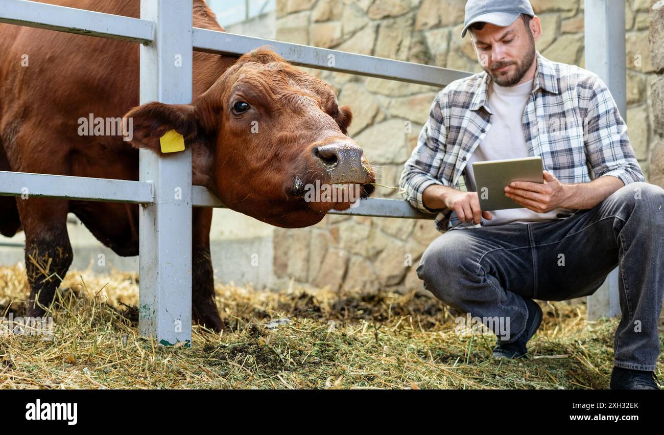 Male farmer inspecting livestock using digital tablet. Cow looks at a ...