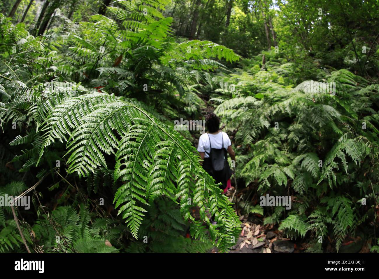 Wandering through lush greenery hi-res stock photography and images - Alamy