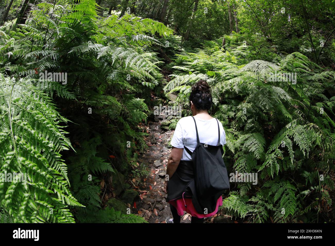 Grasses herbs ferns hi-res stock photography and images - Alamy
