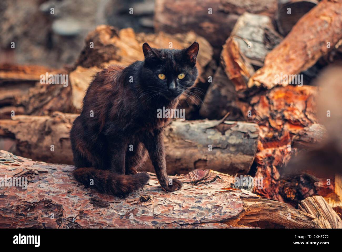 Beautiful black cat close up hi-res stock photography and images - Alamy