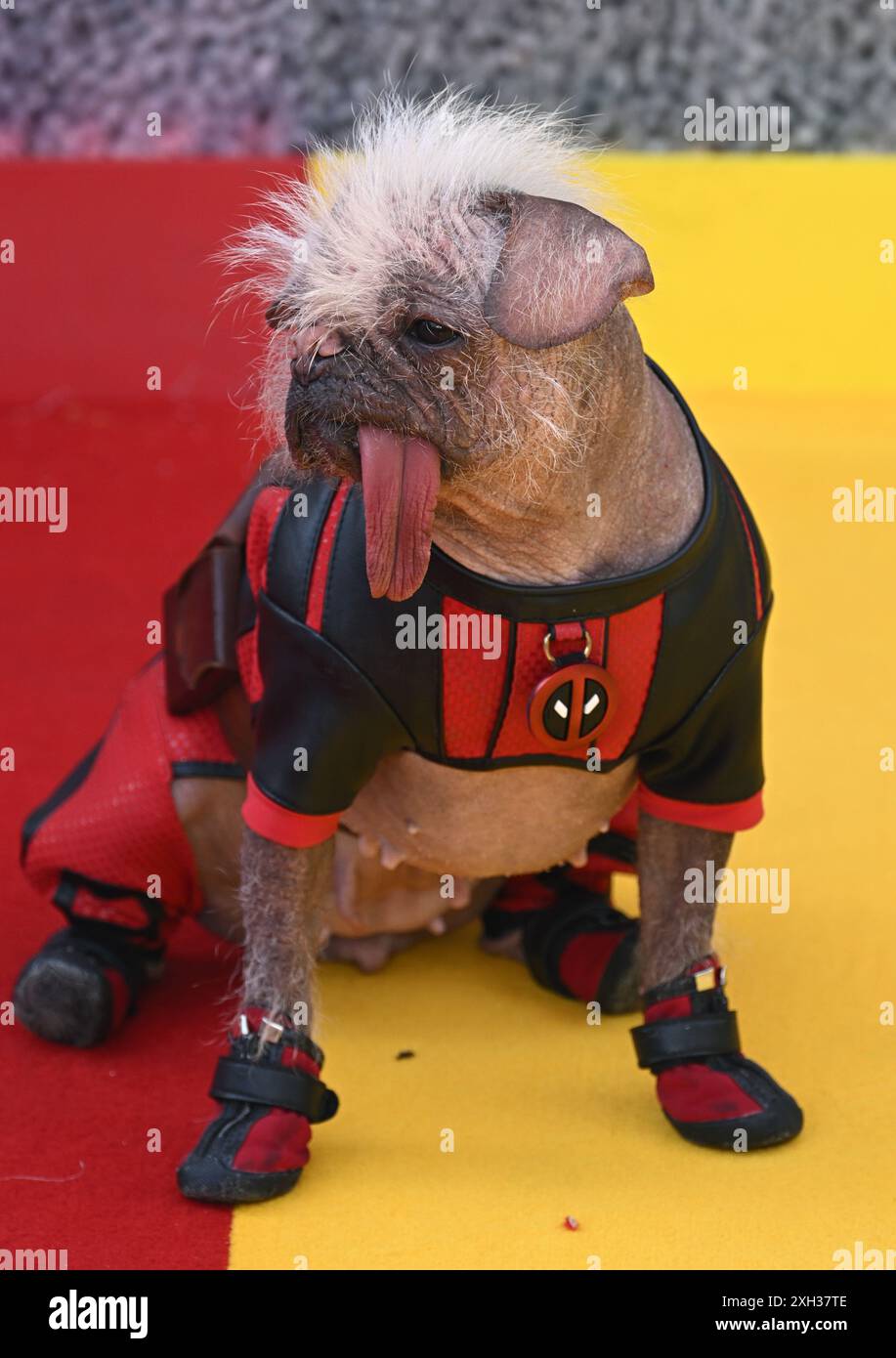 London, UK. July 11th, 2024. Peggy aka Dogpool arriving at the Deadpool ...