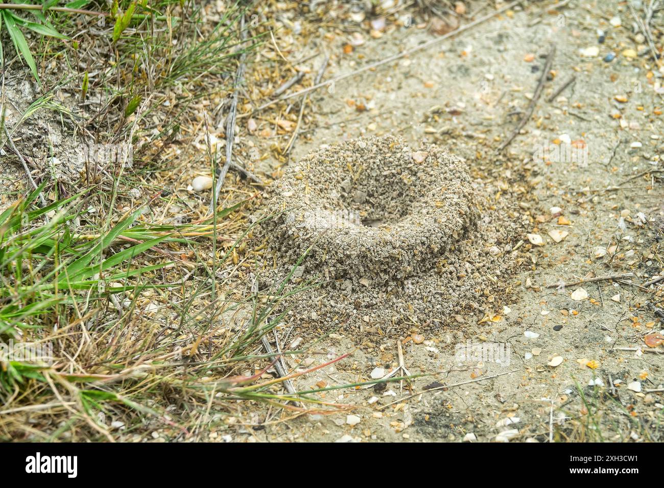 Ring anthills in form of raised crater on vegetating dune. Pprobably ...