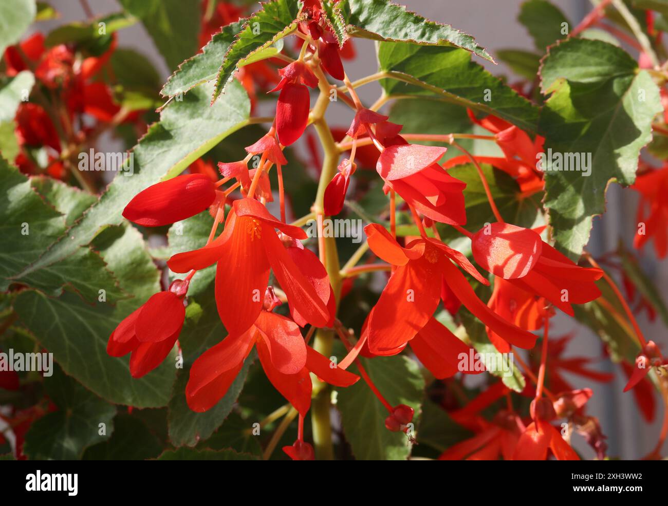 Bolivian Begonia, Begonia boliviensis 