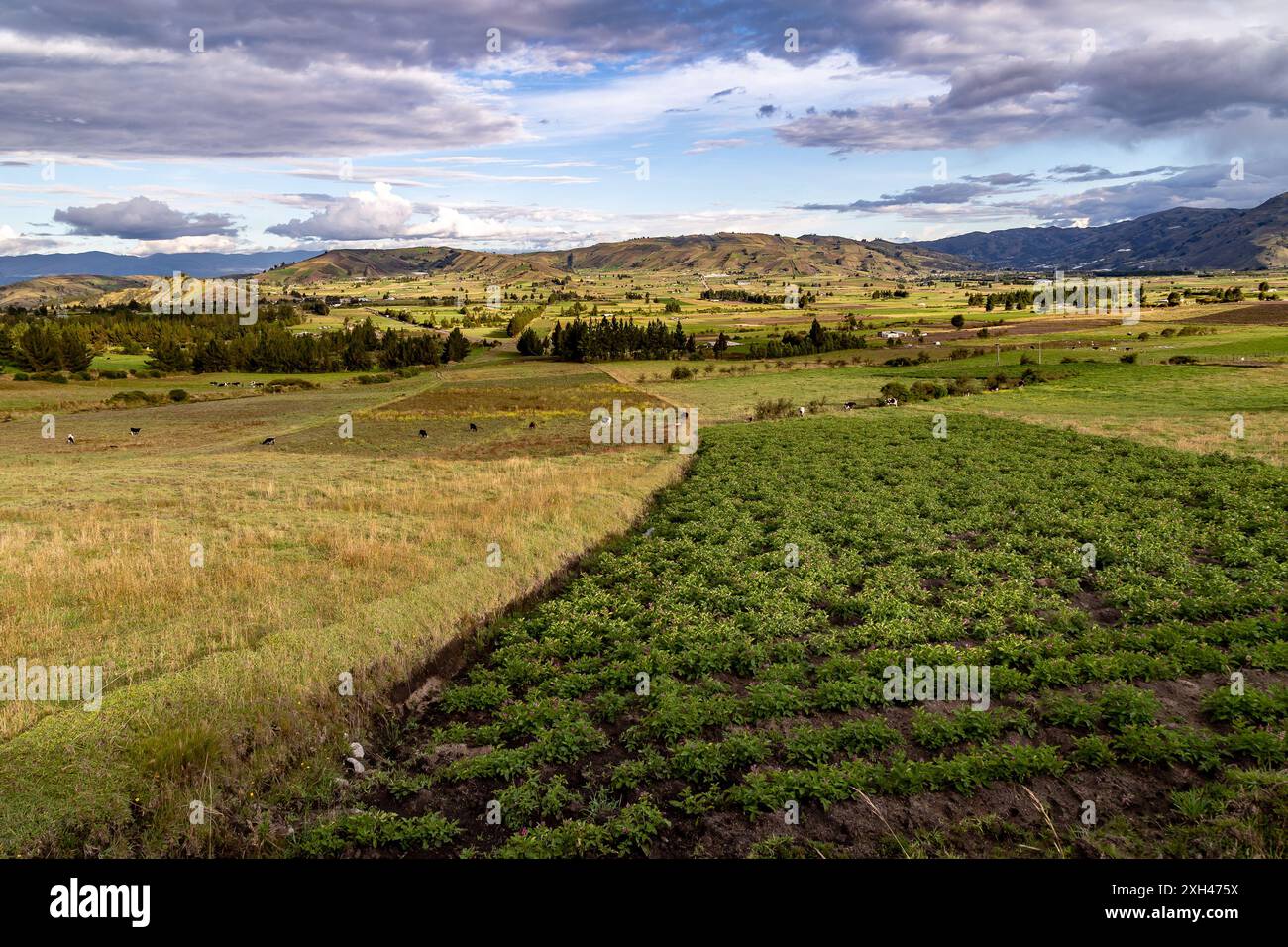 Andean crops on the slopes of the mountains of the Ecuadorian highlands Stock Photo