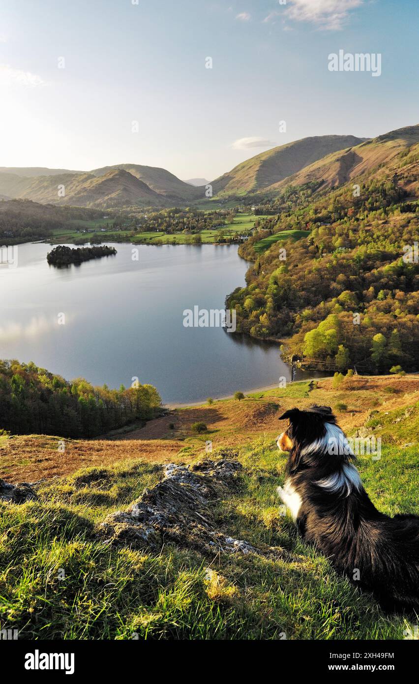 Border collie sheepdog on Loughrigg Fell looks over Grasmere valley and lake in Lake District National Park, Cumbria, England. Stock Photo