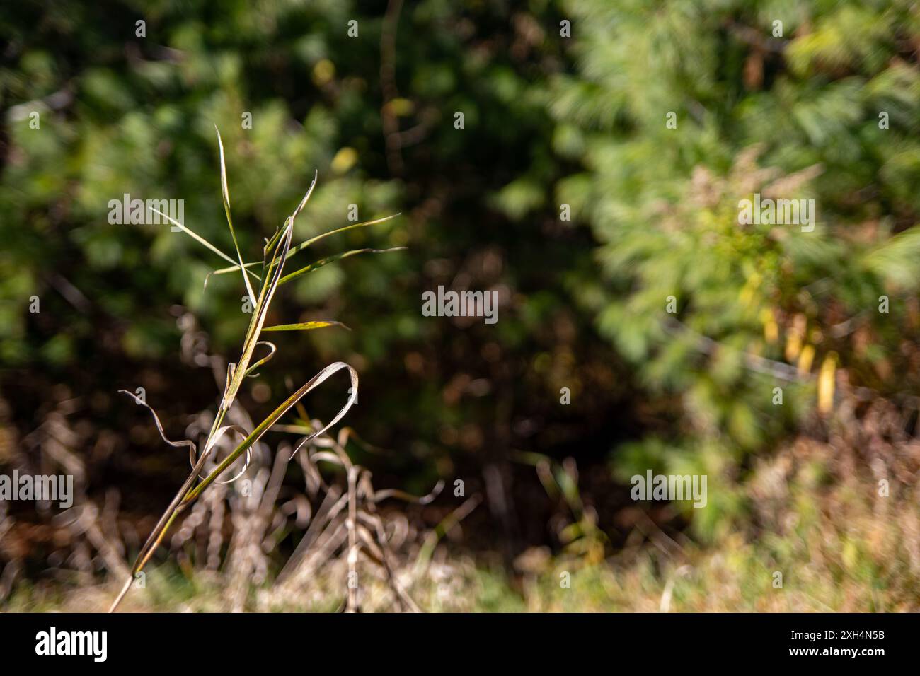 Slender structure hi-res stock photography and images - Alamy