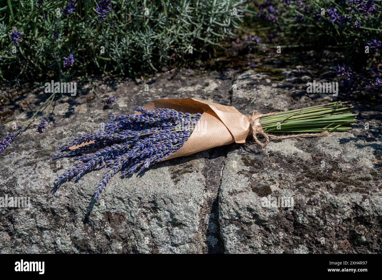 Fresh lavender flowers bouquet in brown paper packaging tied with jute ...
