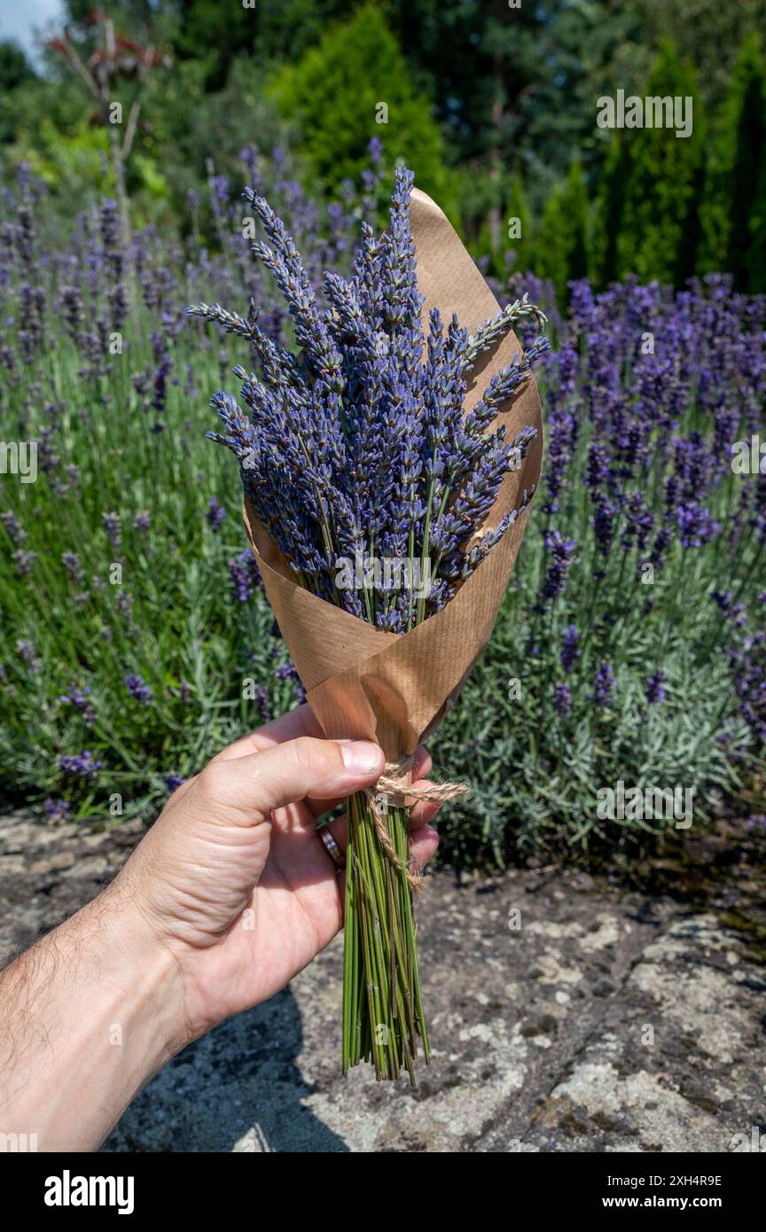 Fresh lavender flowers bouquet in brown paper packaging tied with jute ...