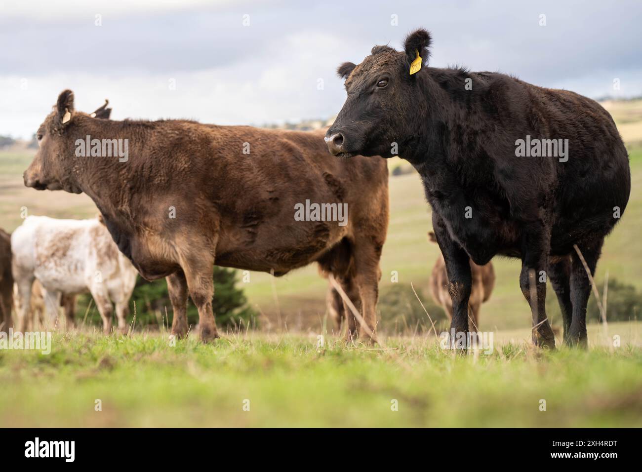 Beef cows and calves grazing on grass on a beef cattle farm in ...