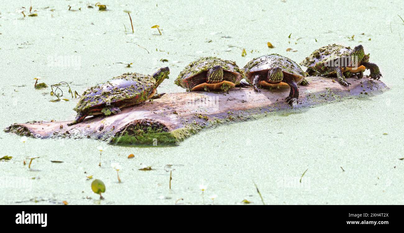 Painted Turtles (Chrysemys picta marginata) standing on a branch in the middle of the swamp, Canada Stock Photo