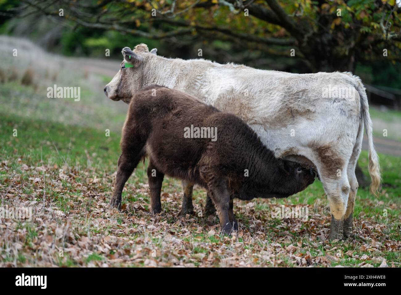 New zealand angus beef cow hi-res stock photography and images - Alamy