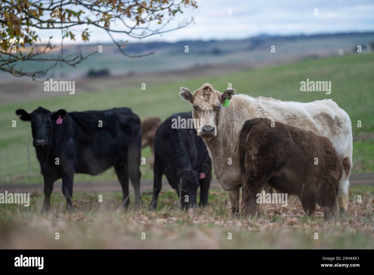 Native Beef Cow Native bull breeds hi-res stock photography and images - Alamy