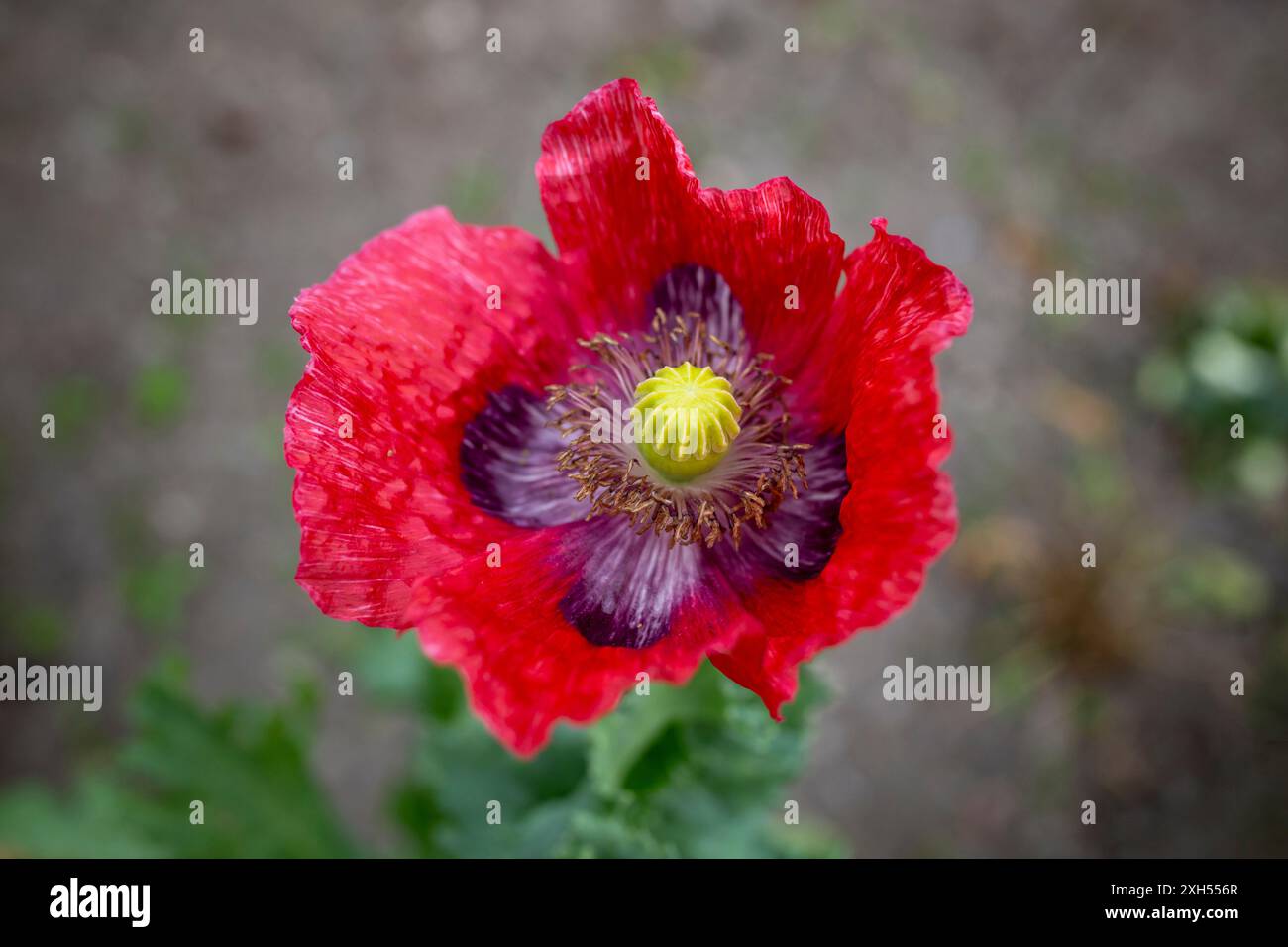 Beautiful large blooming red poppy hi-res stock photography and images ...