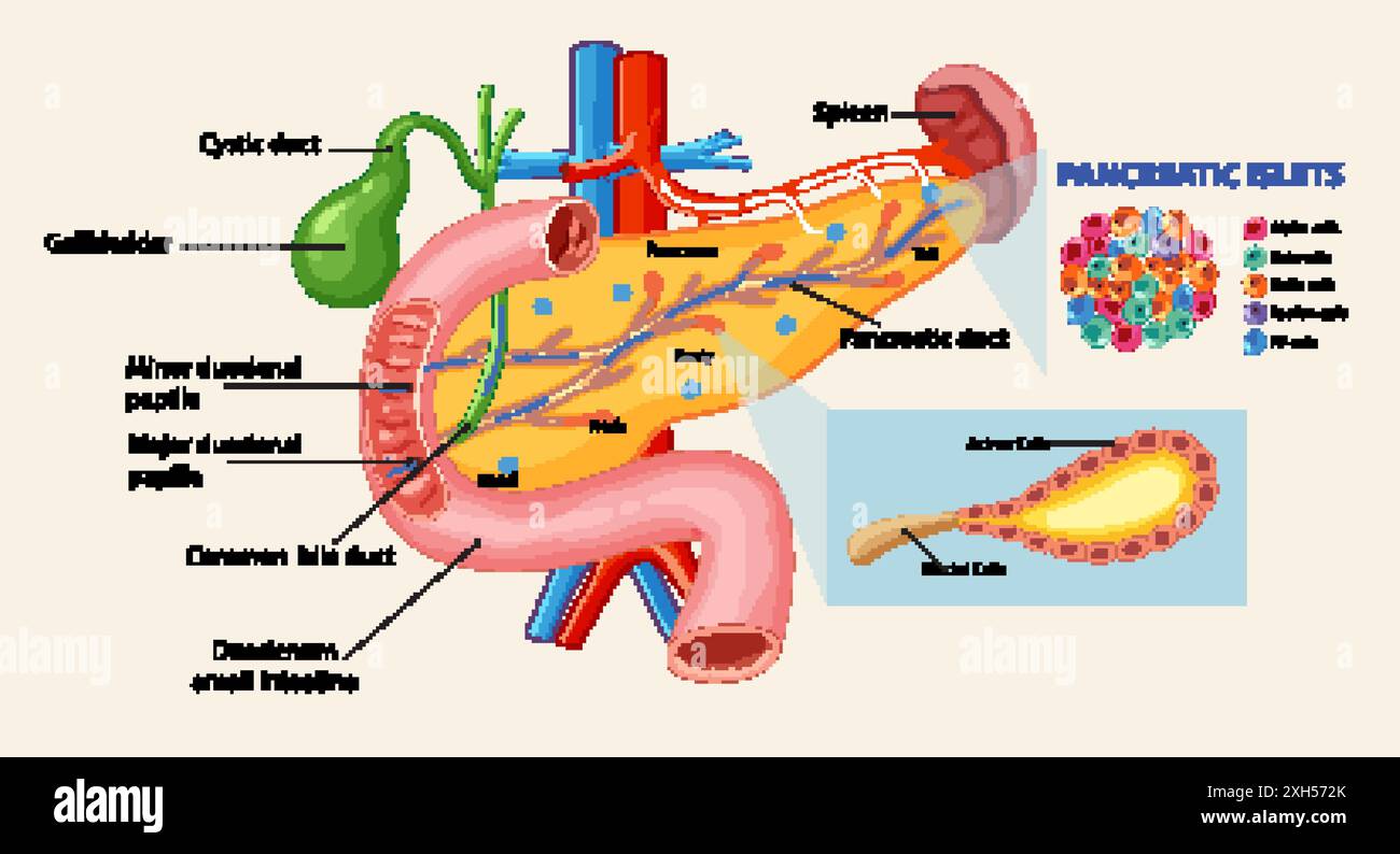 Detailed diagram of pancreas and associated ducts Stock Vector Image ...