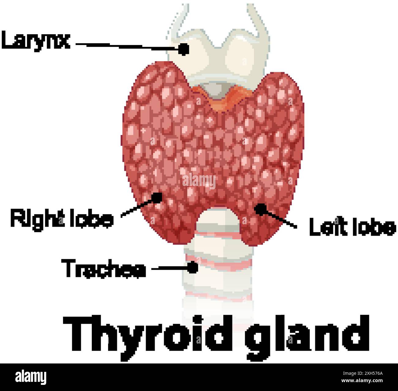 Detailed diagram of the thyroid gland anatomy Stock Vector Image & Art