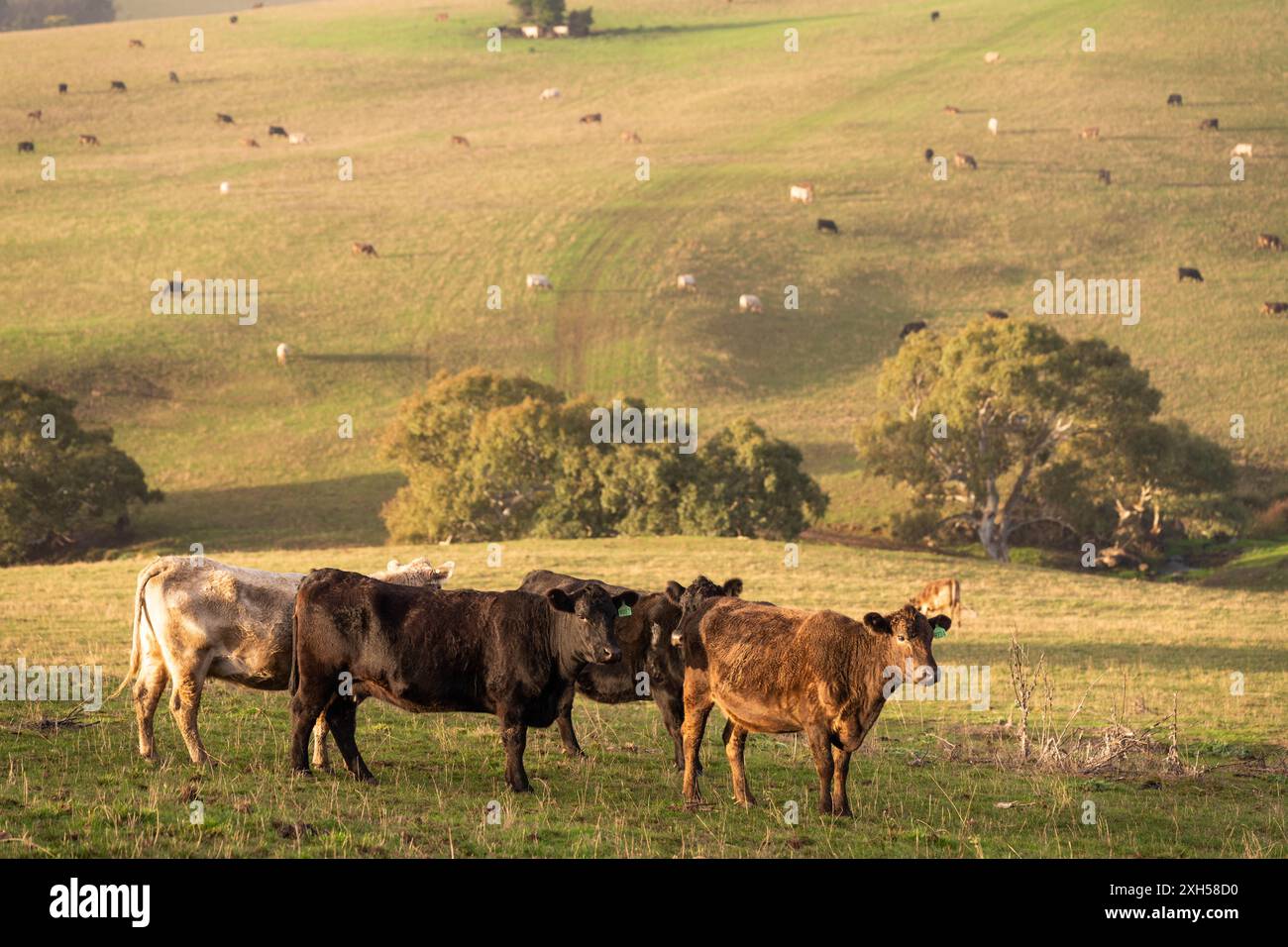 Beef cows and calves grazing on grass on a beef cattle farm in ...
