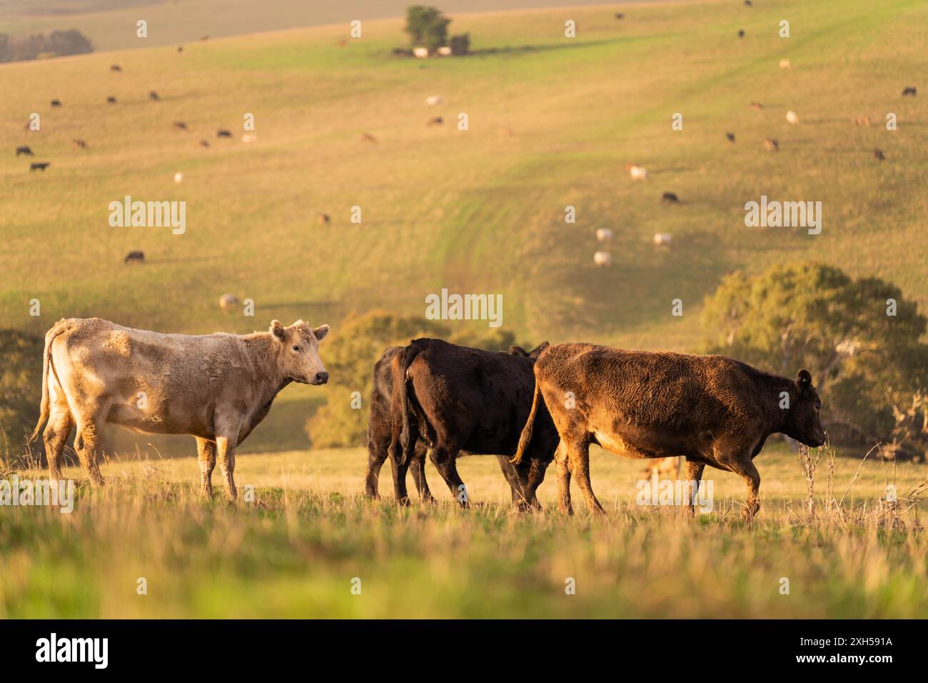 Beef cows and calves grazing on grass in a free range field, in ...