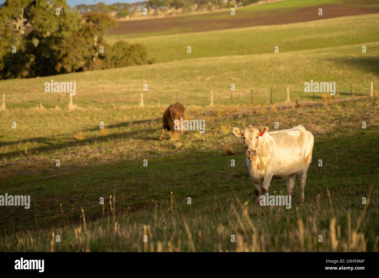 Beef cows and calves grazing on grass on a beef cattle farm in ...