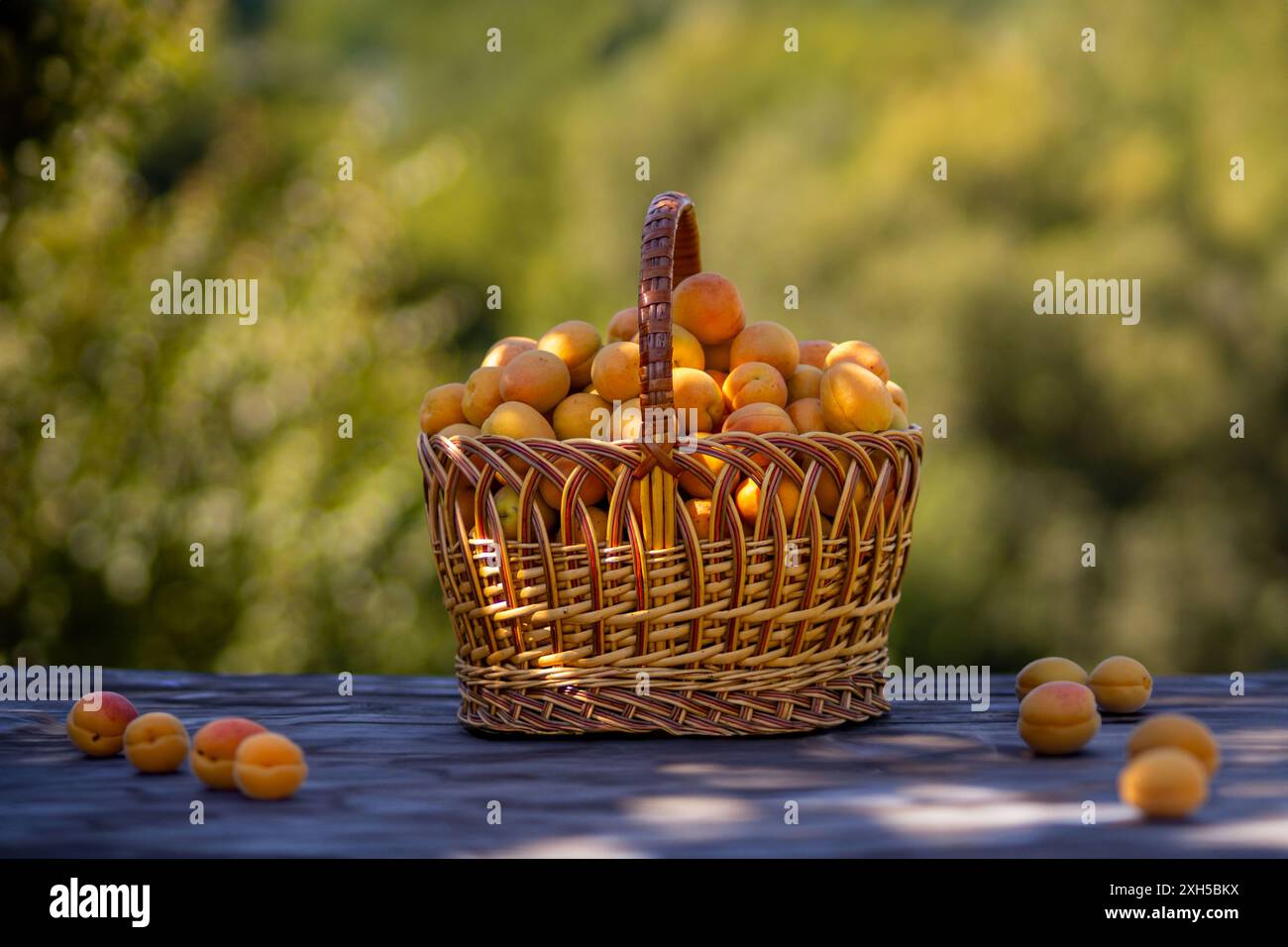 Big apricots in a basket. Stock Photo