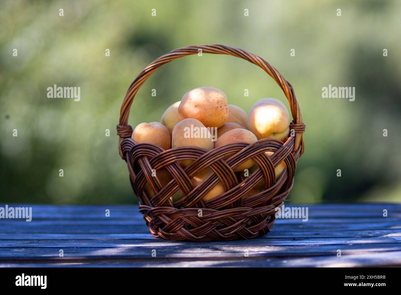 Big apricots in a basket. Stock Photo