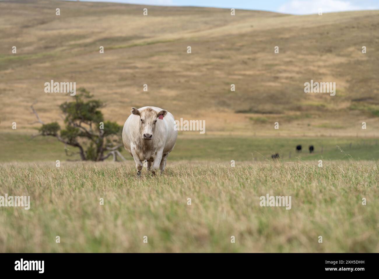 New zealand angus beef cow hi-res stock photography and images - Alamy