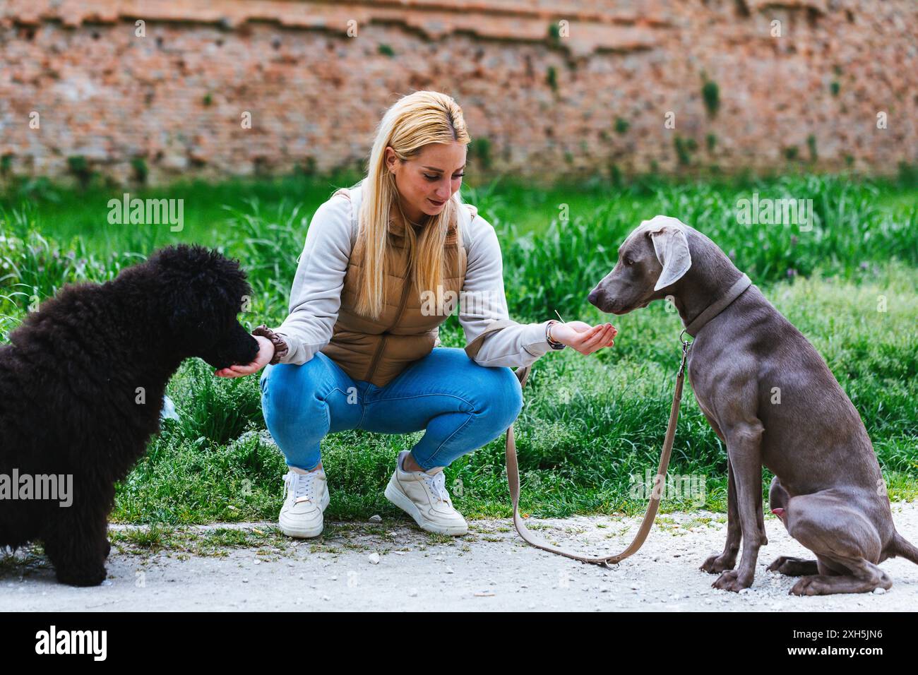Young woman training weimaraner and black poodle in the park Stock Photo