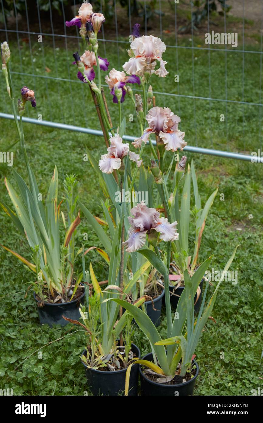 Iris germanica plant with beige and purple flowers in vases Stock Photo