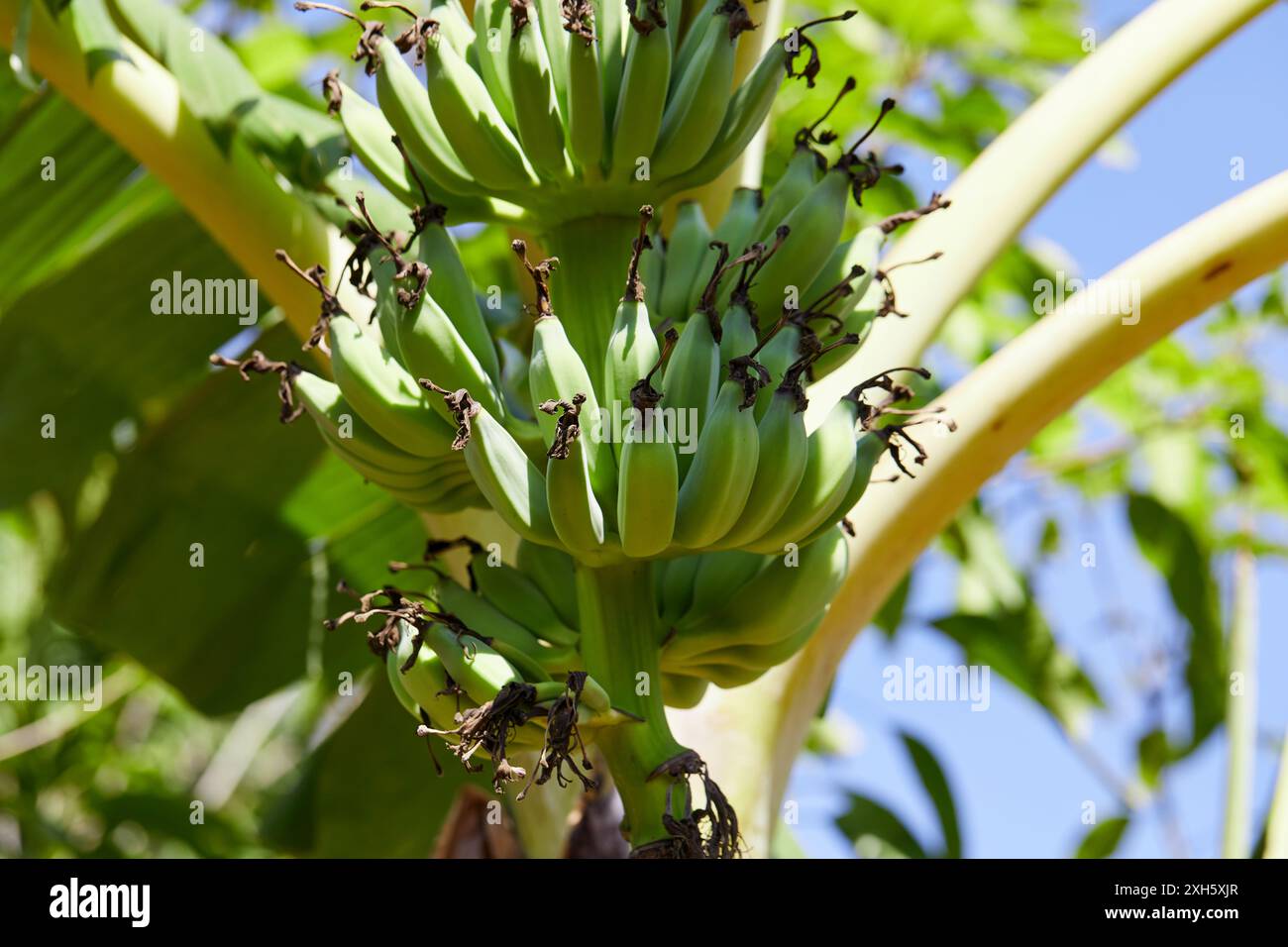 Bananas close up ripe hi-res stock photography and images - Alamy