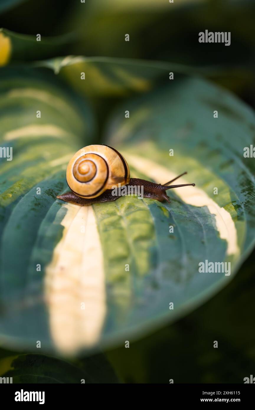 Close up of garden snail crawling across green hosta leaf. Stock Photo