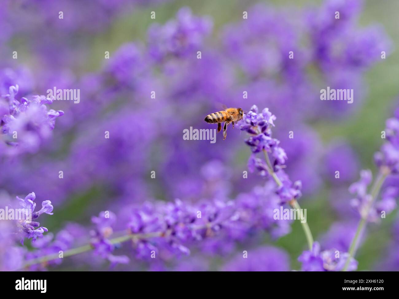 Flying honeybee honey bee hi-res stock photography and images - Alamy