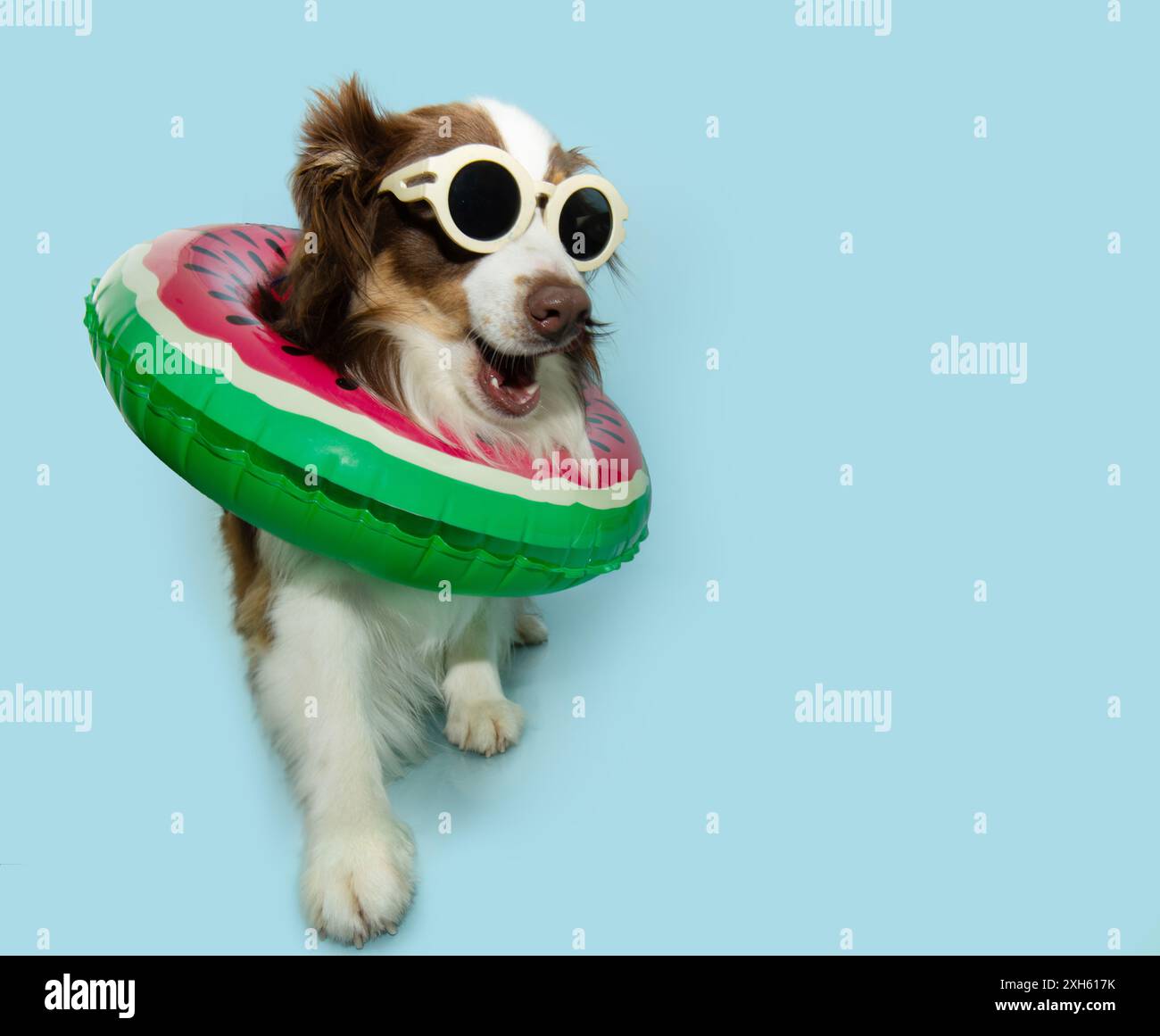 Paw 2 Paw Dog Training - Bend, Oregon Canine Training, image size:1300x1161