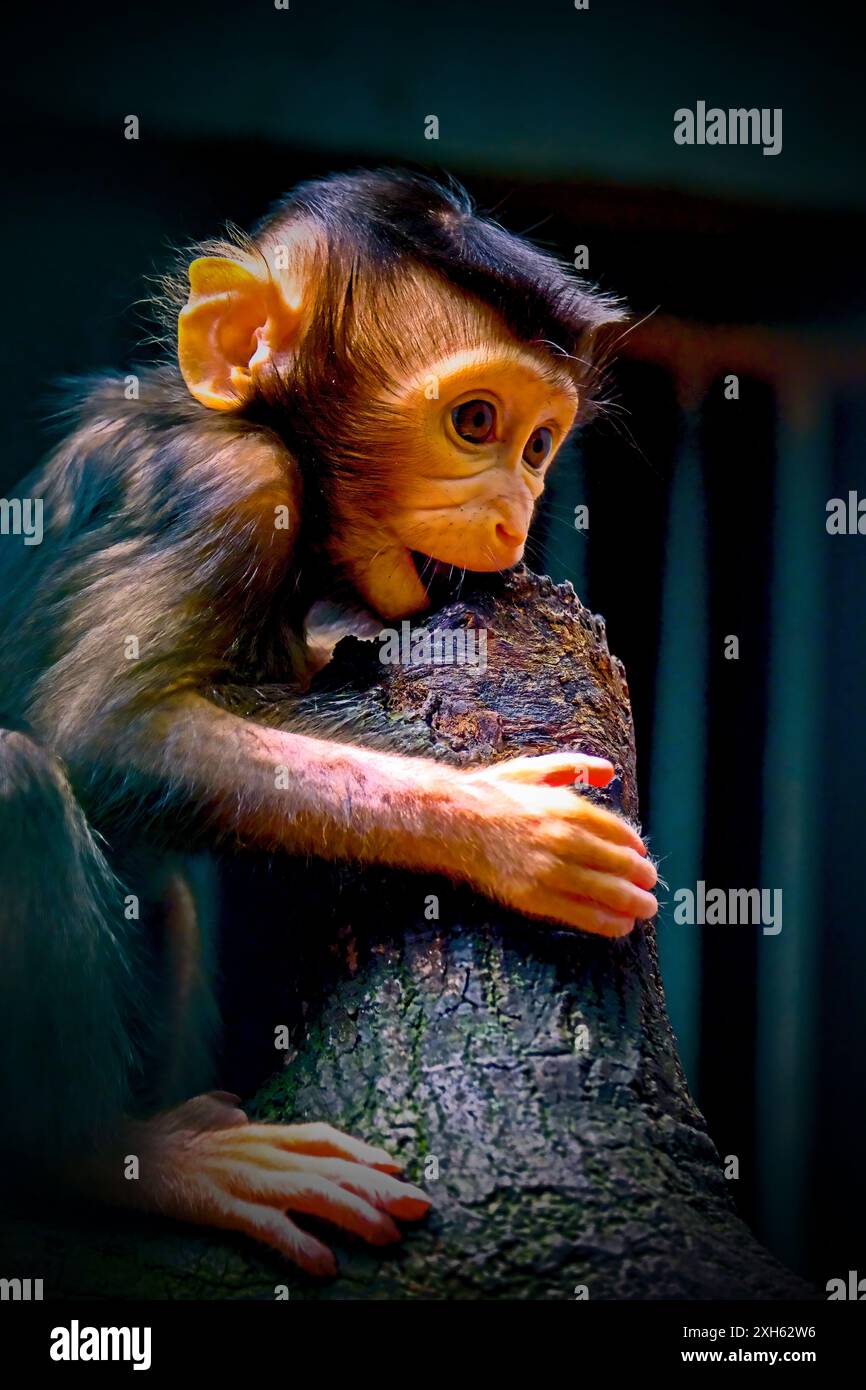Portrait baby southern pig-tailed macaque Stock Photo - Alamy