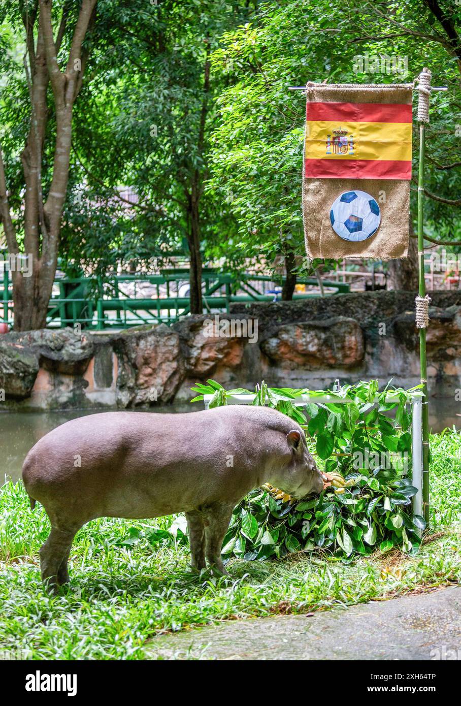 A female Brazilian Tapir named 'Khao Knong, ' 21 years and 8 months old, predicted the outcome of the UEFA Euro 2024 final match between Spain and England at The Chiang Mai Night Safari in Thailand. The national flags of both teams were hanged on the goalposts, each adorned with jackfruit leaves and various fruits such as bananas and carrots. The result showed that Khao Knong chose to eat the food representing Spain. The organizers of The Chiang Mai Night Safari are using a Brazilian Tapir to attempt to predict if Spain will be the final match winner against England during the UEFA Euro 2024 s Stock Photo