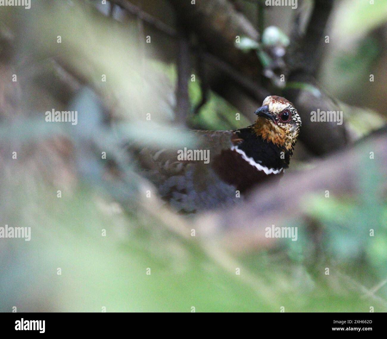 Whitenecklaced Partridge, Collared Hill Partridge, Collared Partridge