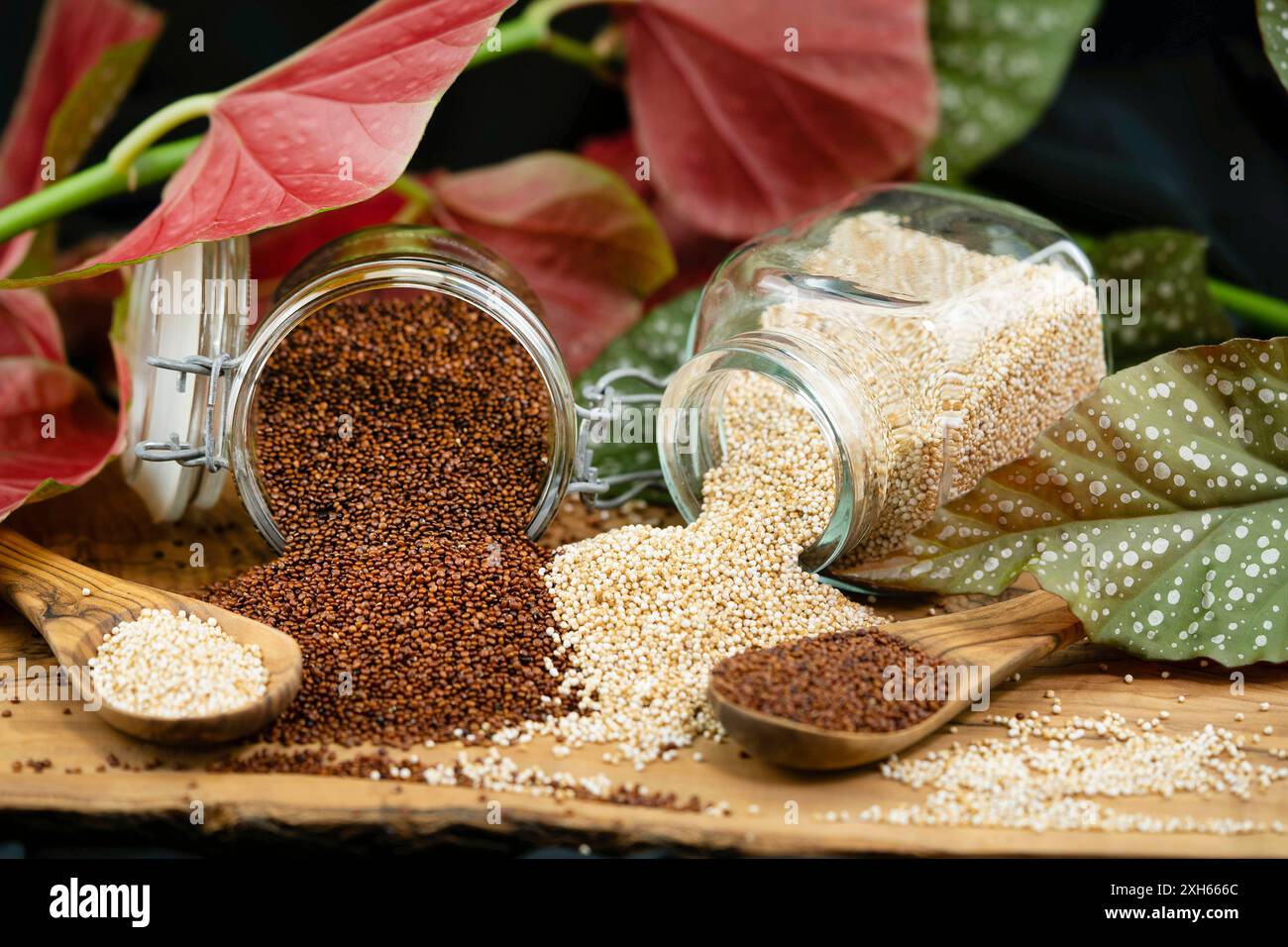 quinoa (Chenopodium quinoa), Red and white quinoa seeds in jars and on wooden spoons Stock Photo