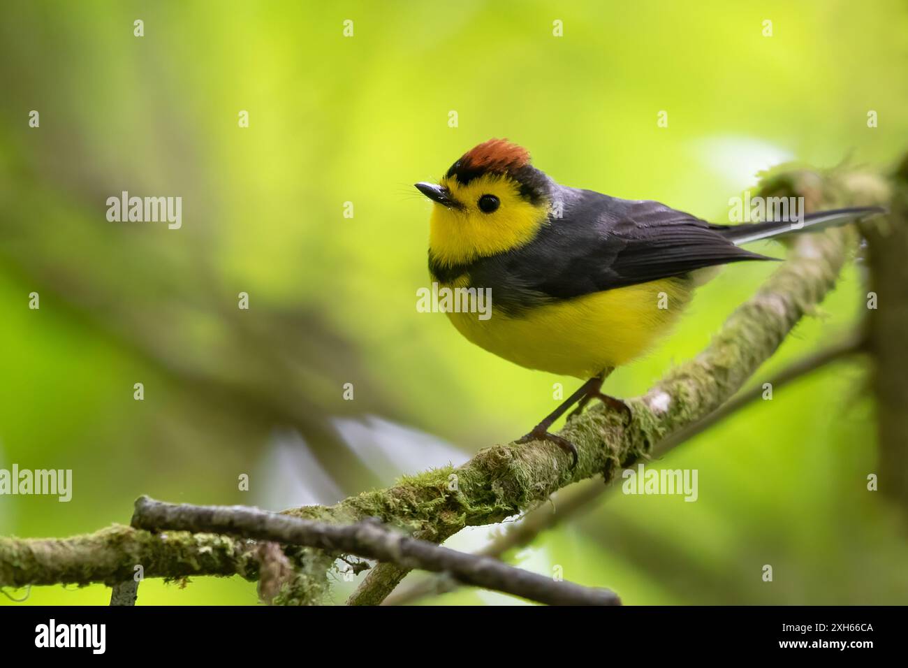 Warblers of panama hi-res stock photography and images - Alamy