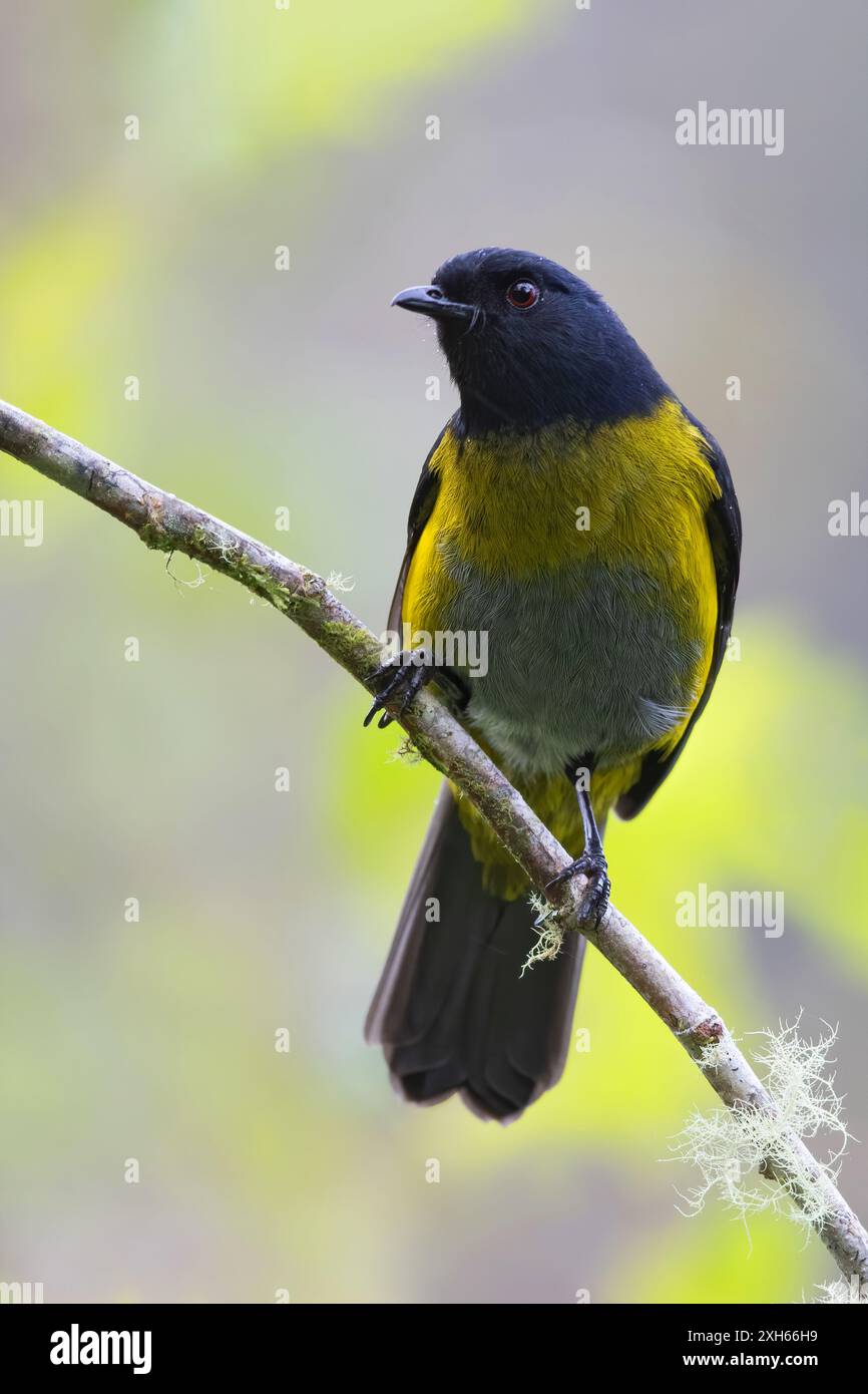 Black-and-yellow phainoptila, Black-and-yellow silky-flycatcher (Phainoptila melanoxantha), sitting on a branch in rainforest, Panama Stock Photo