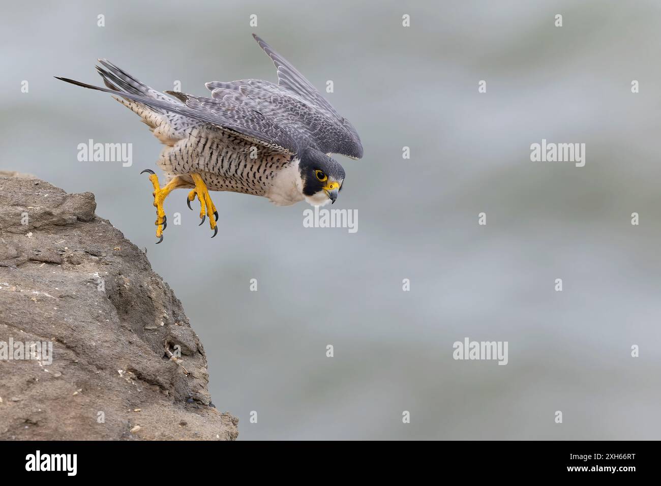 American peregrine falcon, Duck hawk, Duck peregrine falcon (Falco peregrinus anatum, Falco anatum), starting from a rock spur, side view, USA, Califo Stock Photo