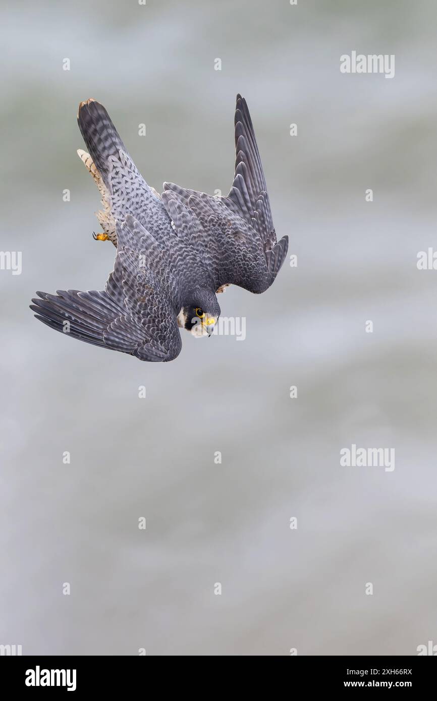 American peregrine falcon, Duck hawk, Duck peregrine falcon (Falco peregrinus anatum, Falco anatum), in swoop flight, USA, California, Point Fermin Stock Photo
