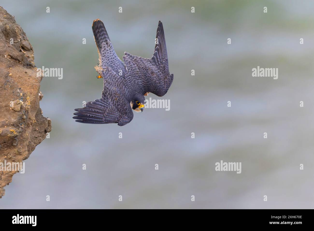 American peregrine falcon, Duck hawk, Duck peregrine falcon (Falco peregrinus anatum, Falco anatum), in swoop flight, USA, California, Point Fermin Stock Photo